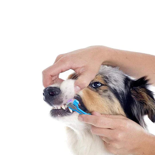 "3-Kopf-Hundezahnbürste mit ergonomischem Design und dreiseitigen Borsten für umfassende Zahnreinigung bei Hunden"
