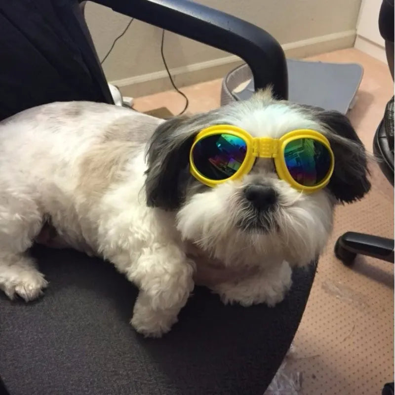 "Blaue UV-Schutzbrille für Hunde, modisch und funktional, schützt vor Sonne und Wind, ideal für Outdoor-Aktivitäten."