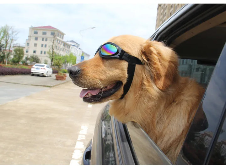 "Blaue UV-Schutzbrille für Hunde, modisch und funktional, schützt vor Sonne und Wind, ideal für Outdoor-Aktivitäten."