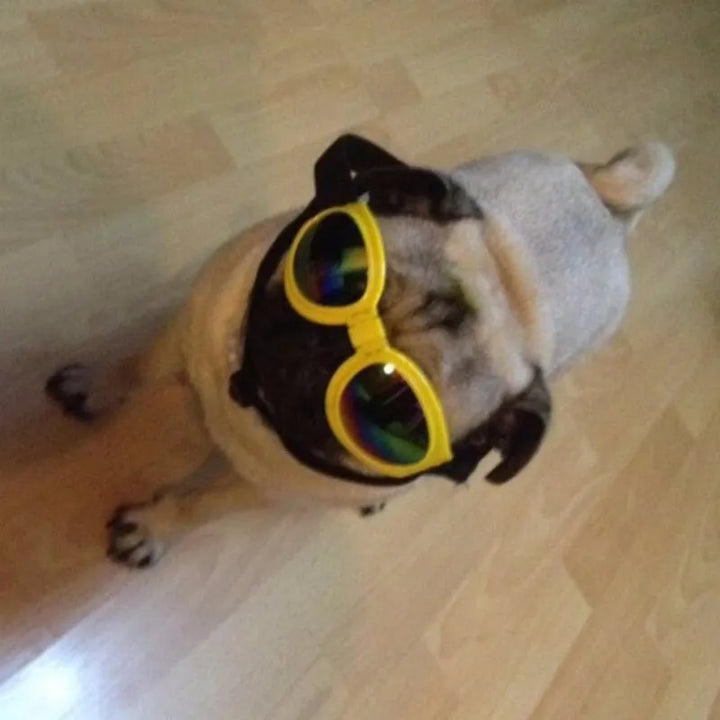 "Blaue UV-Schutzbrille für Hunde, modisch und funktional, schützt vor Sonne und Wind, ideal für Outdoor-Aktivitäten."