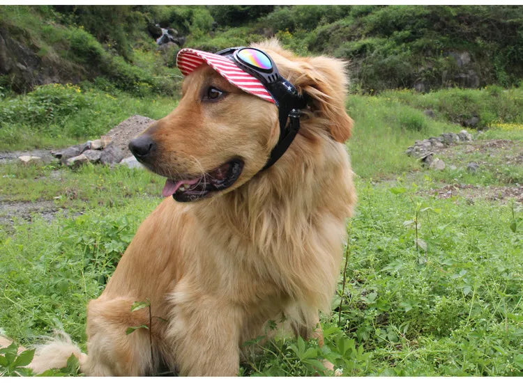 "Blaue UV-Schutzbrille für Hunde, modisch und funktional, schützt vor Sonne und Wind, ideal für Outdoor-Aktivitäten."