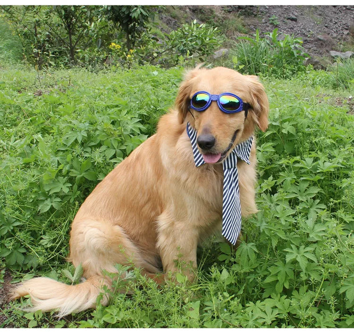 "Blaue UV-Schutzbrille für Hunde, modisch und funktional, schützt vor Sonne und Wind, ideal für Outdoor-Aktivitäten."