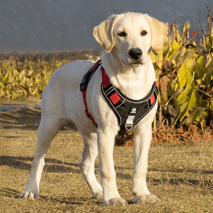 Anti-Zieh Hundegeschirr mit Reflexstreifen