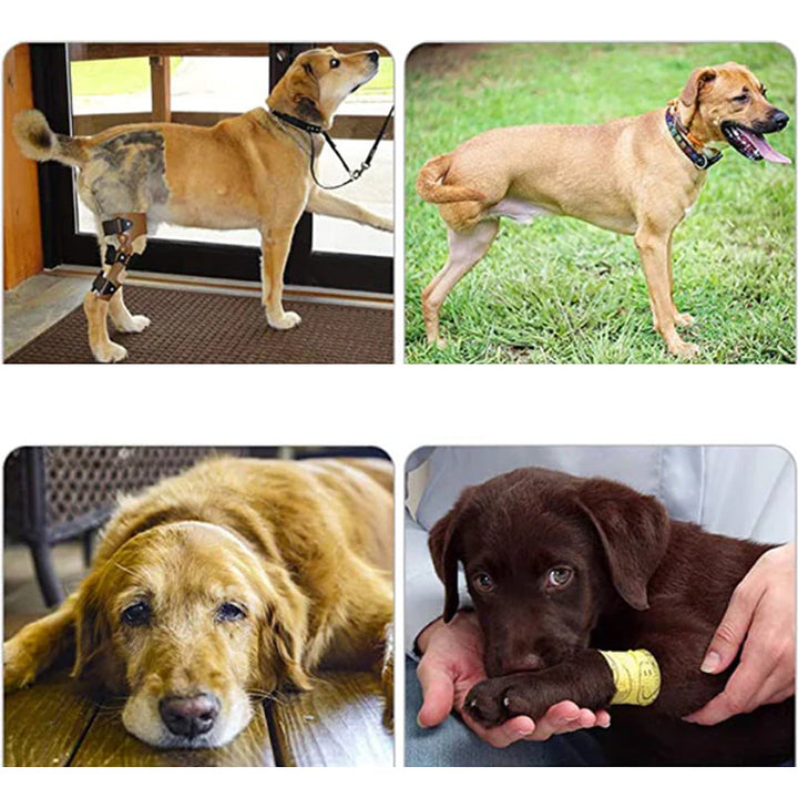 "Orthopädischer Hundegurt mit Verstellbaren Gurten für Unterstützung der Hinterbeine, ergonomisches Design für Stabilität."