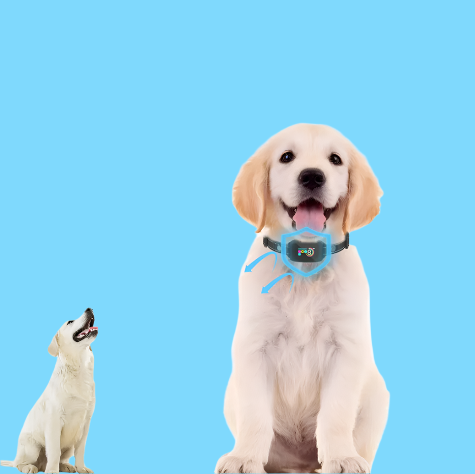 "Schwarzes Hundehalsband mit Fernbedienung, 8 Empfindlichkeitsstufen, Vibration und Schock, für effektives Hundetraining."