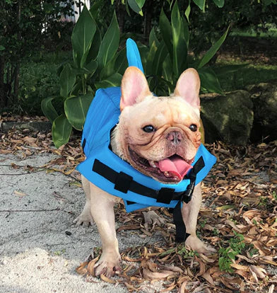 "Schwimmweste für Hunde mit verstellbaren Gurten und stilvoller Hai-Flosse für maximale Sicherheit und Spaß im Wasser."