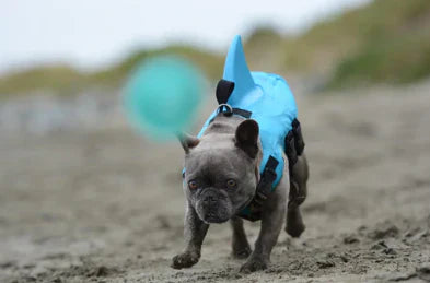 "Schwimmweste für Hunde mit verstellbaren Gurten und stilvoller Hai-Flosse für maximale Sicherheit und Spaß im Wasser."