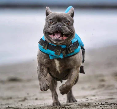 "Schwimmweste für Hunde mit verstellbaren Gurten und stilvoller Hai-Flosse für maximale Sicherheit und Spaß im Wasser."