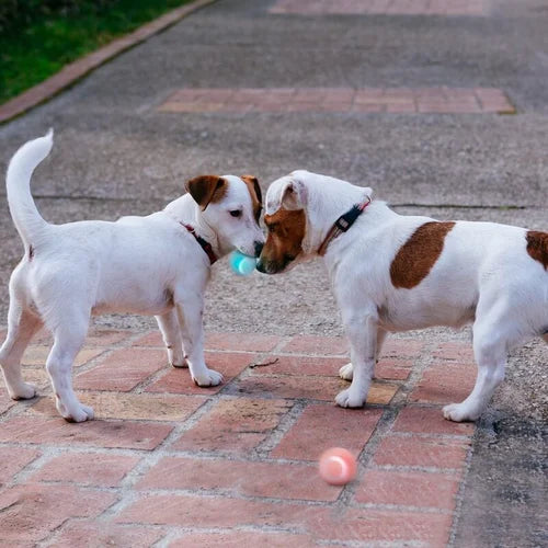 "Selbstbeweglicher, wiederaufladbarer Power Ball für Katzen und Hunde, Aqua Grün, interaktives Haustierspielzeug."