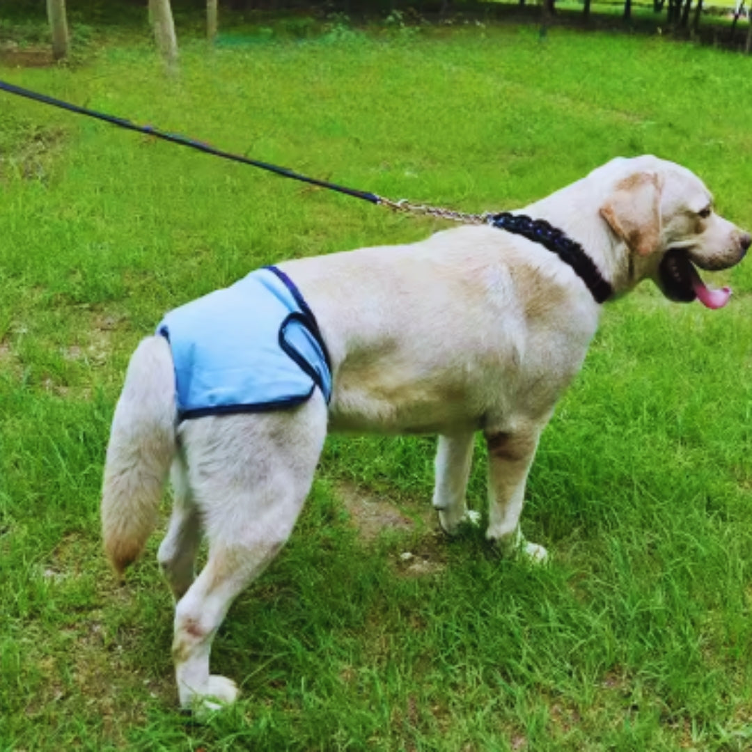"Waschbare Hundewindel für Rüden, weich, atmungsaktiv, mit verstellbarem Klettverschluss und integrierter Schwanzöffnung."