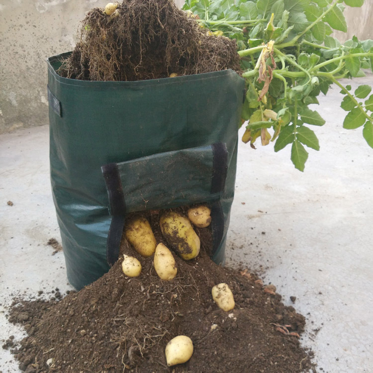 "Wiederverwendbarer Pflanzsack mit Sichtfenster, beladen mit Kartoffeln, seitliche Ansicht, ideal für Gartennutzung"
